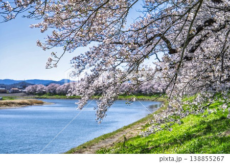 見頃の白石川堤一目千本桜 さくら並木　宮城県大河原町 138855267