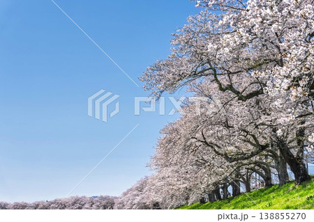 見頃の白石川堤一目千本桜 さくら並木 宮城県大河原町 見頃の白石川堤一目千本桜 さくら並木 宮城県大河原町 138855270