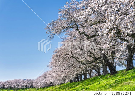 見頃の白石川堤一目千本桜 さくら並木　宮城県大河原町 138855271
