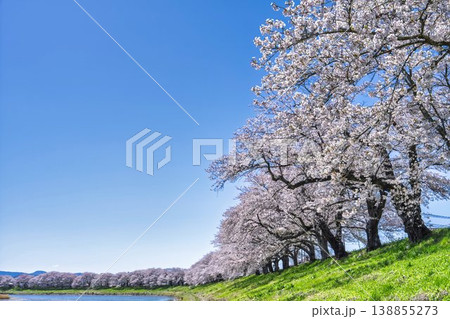 見頃の白石川堤一目千本桜 さくら並木　宮城県大河原町 138855273