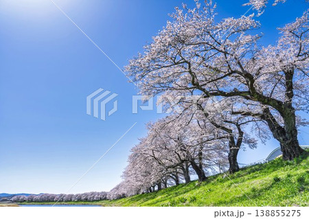 見頃の白石川堤一目千本桜 さくら並木 宮城県大河原町 見頃の白石川堤一目千本桜 さくら並木 宮城県大河原町 138855275
