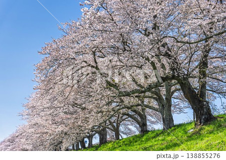見頃の白石川堤一目千本桜 さくら並木　宮城県大河原町 138855276