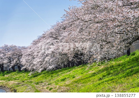 見頃の白石川堤一目千本桜 さくら並木　宮城県大河原町 138855277