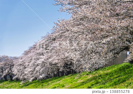 見頃の白石川堤一目千本桜 さくら並木 宮城県大河原町 見頃の白石川堤一目千本桜 さくら並木 宮城県大河原町 138855278