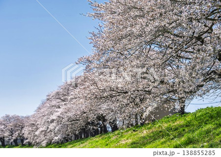 見頃の白石川堤一目千本桜 さくら並木 宮城県大河原町 見頃の白石川堤一目千本桜 さくら並木 宮城県大河原町 138855285