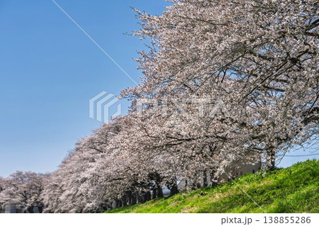 見頃の白石川堤一目千本桜 さくら並木 宮城県大河原町 見頃の白石川堤一目千本桜 さくら並木 宮城県大河原町 138855286