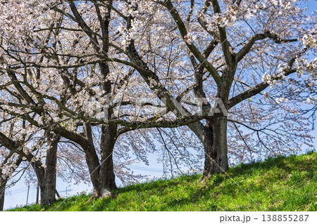 見頃の白石川堤一目千本桜 さくら並木　宮城県大河原町 138855287