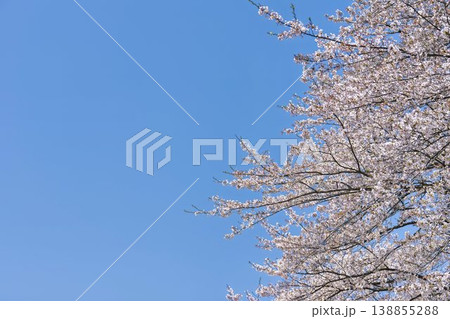 見頃の白石川堤一目千本桜 さくら並木 宮城県大河原町 見頃の白石川堤一目千本桜 さくら並木 宮城県大河原町 138855288