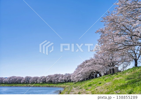 見頃の白石川堤一目千本桜 さくら並木　宮城県大河原町 138855289