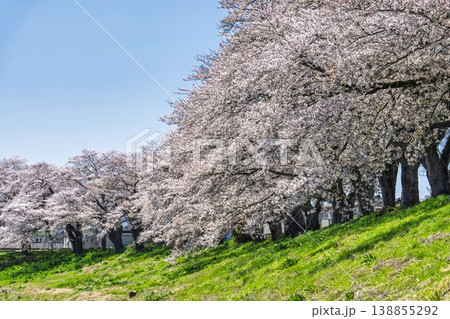見頃の白石川堤一目千本桜 さくら並木 宮城県大河原町 見頃の白石川堤一目千本桜 さくら並木 宮城県大河原町 138855292