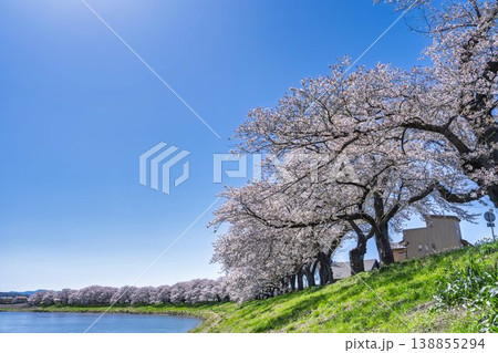見頃の白石川堤一目千本桜 さくら並木 宮城県大河原町 見頃の白石川堤一目千本桜 さくら並木 宮城県大河原町 138855294