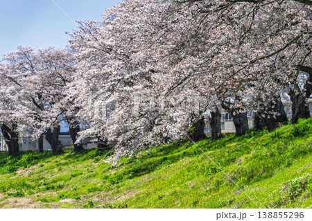 見頃の白石川堤一目千本桜 さくら並木 宮城県大河原町 見頃の白石川堤一目千本桜 さくら並木 宮城県大河原町 138855296