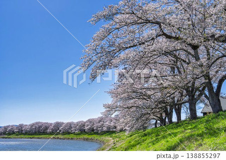 見頃の白石川堤一目千本桜 さくら並木 宮城県大河原町 見頃の白石川堤一目千本桜 さくら並木 宮城県大河原町 138855297