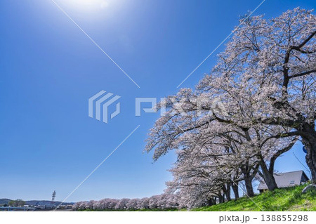 見頃の白石川堤一目千本桜 さくら並木 宮城県大河原町 見頃の白石川堤一目千本桜 さくら並木 宮城県大河原町 138855298