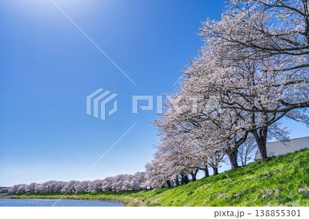 見頃の白石川堤一目千本桜 さくら並木　宮城県大河原町 138855301
