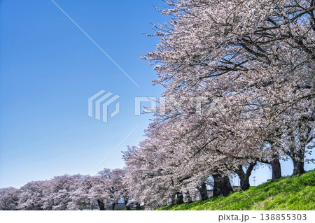見頃の白石川堤一目千本桜 さくら並木 宮城県大河原町 見頃の白石川堤一目千本桜 さくら並木 宮城県大河原町 138855303