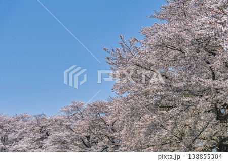 見頃の白石川堤一目千本桜 さくら並木　宮城県大河原町 138855304