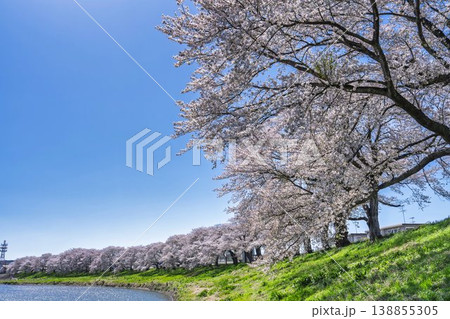 見頃の白石川堤一目千本桜 さくら並木　宮城県大河原町 138855305