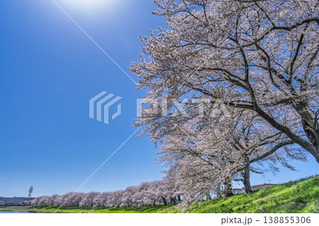 見頃の白石川堤一目千本桜 さくら並木 宮城県大河原町 見頃の白石川堤一目千本桜 さくら並木 宮城県大河原町 138855306