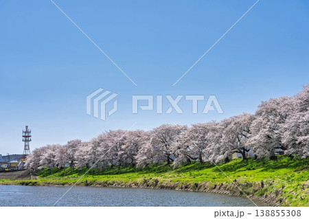 見頃の白石川堤一目千本桜 さくら並木 宮城県大河原町 見頃の白石川堤一目千本桜 さくら並木 宮城県大河原町 138855308