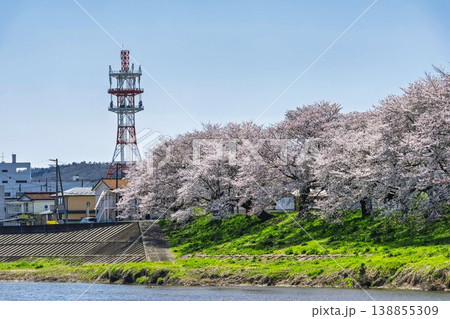 見頃の白石川堤一目千本桜 さくら並木　宮城県大河原町 138855309