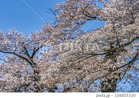 見頃の白石川堤一目千本桜 さくら並木　宮城県大河原町 138855310