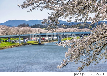 見頃の白石川堤一目千本桜 さくら並木　宮城県大河原町 138855311