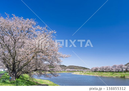 見頃の白石川堤一目千本桜 さくら並木　宮城県大河原町 138855312