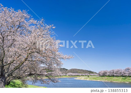 見頃の白石川堤一目千本桜 さくら並木　宮城県大河原町 138855313