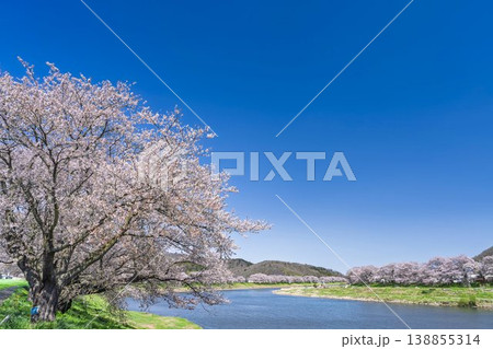 見頃の白石川堤一目千本桜 さくら並木　宮城県大河原町 138855314