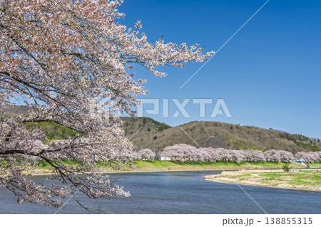 見頃の白石川堤一目千本桜 さくら並木 宮城県大河原町 見頃の白石川堤一目千本桜 さくら並木 宮城県大河原町 138855315