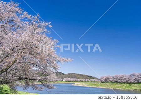 見頃の白石川堤一目千本桜 さくら並木 宮城県大河原町 見頃の白石川堤一目千本桜 さくら並木 宮城県大河原町 138855316