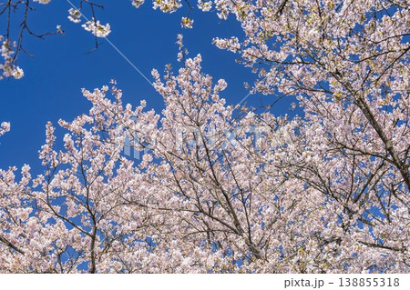 見頃の白石川堤一目千本桜 さくら並木　宮城県大河原町 138855318