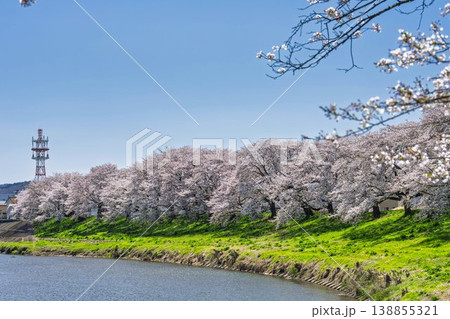 見頃の白石川堤一目千本桜 さくら並木 宮城県大河原町 見頃の白石川堤一目千本桜 さくら並木 宮城県大河原町 138855321