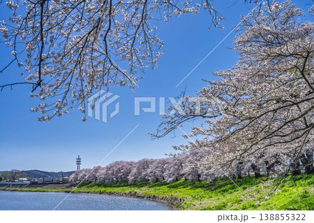 見頃の白石川堤一目千本桜 さくら並木 宮城県大河原町 見頃の白石川堤一目千本桜 さくら並木 宮城県大河原町 138855322