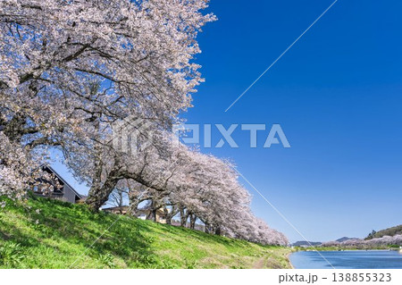 見頃の白石川堤一目千本桜 さくら並木　宮城県大河原町 138855323
