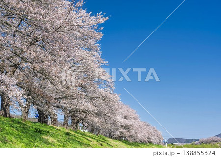 見頃の白石川堤一目千本桜 さくら並木　宮城県大河原町 138855324