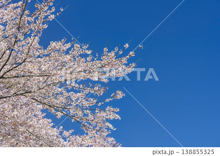 見頃の白石川堤一目千本桜 さくら並木　宮城県大河原町 138855325