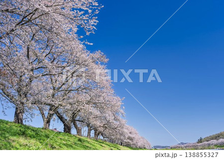 見頃の白石川堤一目千本桜 さくら並木　宮城県大河原町 138855327