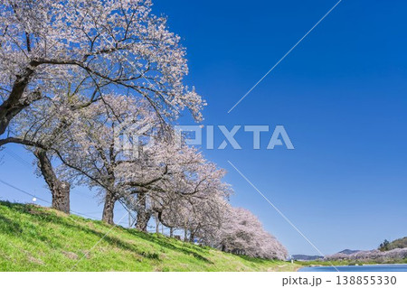 見頃の白石川堤一目千本桜 さくら並木 宮城県大河原町 見頃の白石川堤一目千本桜 さくら並木 宮城県大河原町 138855330