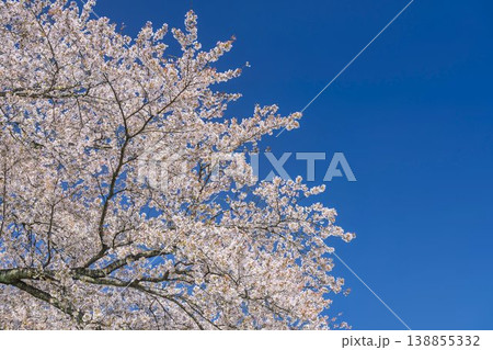 見頃の白石川堤一目千本桜 さくら並木　宮城県大河原町 138855332