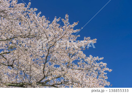 見頃の白石川堤一目千本桜 さくら並木　宮城県大河原町 138855333