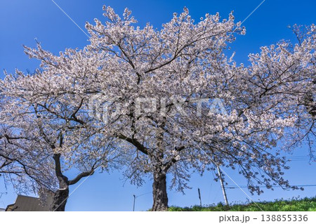 見頃の白石川堤一目千本桜 さくら並木 宮城県大河原町 見頃の白石川堤一目千本桜 さくら並木 宮城県大河原町 138855336