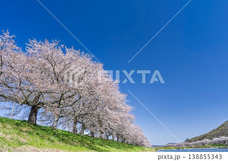見頃の白石川堤一目千本桜 さくら並木 宮城県大河原町 見頃の白石川堤一目千本桜 さくら並木 宮城県大河原町 138855343