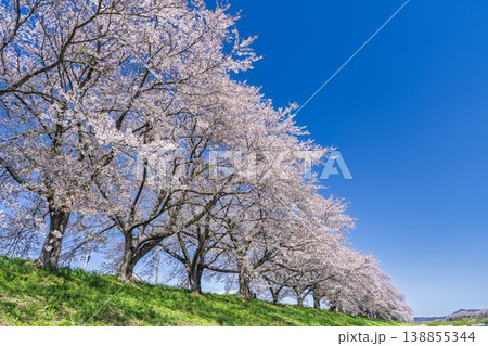見頃の白石川堤一目千本桜 さくら並木 宮城県大河原町 見頃の白石川堤一目千本桜 さくら並木 宮城県大河原町 138855344