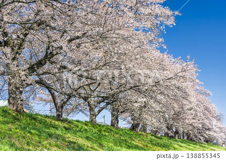 見頃の白石川堤一目千本桜 さくら並木　宮城県大河原町 138855345