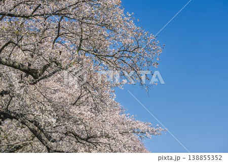 見頃の白石川堤一目千本桜 さくら並木 宮城県大河原町 見頃の白石川堤一目千本桜 さくら並木 宮城県大河原町 138855352