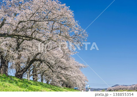 見頃の白石川堤一目千本桜 さくら並木 宮城県大河原町 見頃の白石川堤一目千本桜 さくら並木 宮城県大河原町 138855354