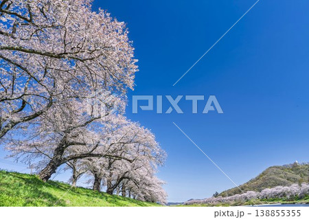見頃の白石川堤一目千本桜 さくら並木 宮城県大河原町 見頃の白石川堤一目千本桜 さくら並木 宮城県大河原町 138855355