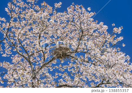 見頃の白石川堤一目千本桜 さくら並木 宮城県大河原町 見頃の白石川堤一目千本桜 さくら並木 宮城県大河原町 138855357